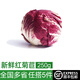 綠食者新鮮紅菊苣250g 紫苣 落地球生菜紅葉包菜 西餐沙拉食材輕食蔬菜