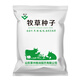 美外 牧草種子 四季收割  甜高粱抗旱高產(chǎn)畜牧養殖 紫云英1斤