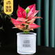 櫻霞【順豐上門】吉利紅如意皇后竹芋水培吉祥花室內(nèi)觀葉植物盆栽綠植 吉利紅水培+自吸水盆
