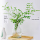 中夢(mèng)水培植物九里香盆栽桌面綠植室內(nèi)鮮花水養(yǎng)花卉 九里香50-60厘米一株
