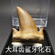 巨齒鯊耳齒鯊魚(yú)牙齒真化石原石礦石標本摩洛哥海洋古生物擺件禮物 ECS隨機款實(shí)物非此圖，發(fā)220元的