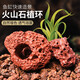異景園水草固定種植紅色火山石水草定植環(huán)魚(yú)缸造景裝飾水草定植水草底座