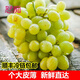 果麓香新疆吐魯番無(wú)核白葡萄新鮮水果現摘馬奶提子青提爆甜順豐冷鏈【7 特級裝(特級甜) 爆甜5斤(順豐+保鮮發(fā)貨)