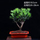 盆景羅漢松 羅漢松盆景樹(shù)苗小葉雀舌室內好養造型樹(shù)老樁盆栽造景植物Z1 中號羅漢松5年苗塑料原盆 (注意尺寸) 含盆