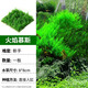 瘋狂水草（FKSC）莫斯水草活體植物魚缸造景底部前景套餐懶人陰性莫斯樹沉木水榕 火焰莫斯