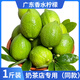 粵品【香水檸檬】廣東香水檸檬 無(wú)籽海南香水青檸檬奶茶店專(zhuān)用 廣東香水檸檬1斤