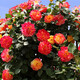 波思菊 薔薇花種子爬藤月季種子全年開(kāi)花爬藤攀援花卉植物花海景觀(guān)花籽 童話(huà)100粒