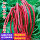 昂?jiǎn)⒓t無架豆種子五月滿地紅春秋紅豇豆種籽家