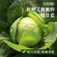 密農(nóng)人家鮮嫩圓白菜 綠甘藍新鮮蔬菜  新鮮現(xiàn)摘綠球白菜500g