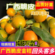 味小仙廣西桂林脆皮金桔 滑皮小金桔陽(yáng)朔特產(chǎn)黃青皮甜金橘新鮮水果 3斤（中果）【1斤30-35顆】