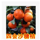 果樹苗正宗四會(huì)砂糖橘苗橘子樹苗無核桔子苗金桔柑橘苗地栽柚子苗 四會(huì)沙糖桔3年苗 50cm(含)-60cm(不含)