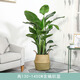 瑰瑋 天堂鳥(niǎo)盆栽鶴望蘭大型辦公室植物家居客廳北歐室內真花綠植 高130-140cm含編織籃 含盆