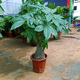 韻沃（YUN WO）發(fā)財樹盆栽大棵綠植花卉室內(nèi)客廳大型辮子發(fā)財樹三桿發(fā)財植物花卉