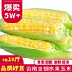 中鮮生云南水果玉米 新鮮甜玉米 現(xiàn)摘玉米棒 生鮮蔬菜可生吃火鍋食材 9斤 【凈重】約10-13根