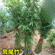 花友竹子苗庭院室外耐寒植物北方觀(guān)賞竹子盆栽紫竹苗黃金竹羅漢竹綠植 （叢生）40棵鳳尾竹高1.2-1.5m