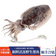 墨妍御鮮 新鮮大墨魚 海捕 冷凍墨魚 未經(jīng)水泡發(fā) 海鮮水產(chǎn) 8只 4000g(凈重)  500-600g/只