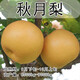 姬緣希嫁接梨樹(shù)苗皇冠梨果樹(shù)苗南北方種植庭院地栽秋月梨樹(shù)果苗當年結果 秋月梨 6年苗【結果多多】
