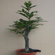 小葉紫檀盆景樹(shù)樁室內(nèi)客廳植物四季常青黑檀木吸甲醛老樁綠植盆栽 獨(dú)干小葉紫檀