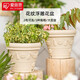 愛麗思（IRIS）  仿陶瓷花盆加厚圓形樹脂塑料簡約室內(nèi)地面種花種樹盆栽 400淺米色(口徑40cm)