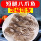 禧客鮮新鮮八爪魚批發(fā)鮮活海鮮短腿小章魚八爪魚爆頭魷魚海鮮鮮活水產(chǎn) 1斤