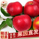 鮮姿果園直發(fā)東北正宗老樹(shù)紅玉蘋(píng)果老品種當季新鮮蘋(píng)果生鮮 凈重5斤(單果70-75mm)