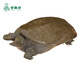 掌昕鮮【活鮮】漢壽縣生態(tài)甲魚團魚王八 鱉3.9-4.1斤 源頭直發(fā)包郵