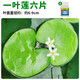 瘋狂水草（FKSC）一葉蓮水草水上植物魚(yú)缸造景和魚(yú)共養冒泡陰性?xún)艋|(zhì)睡蓮浮萍 【加速生長(cháng)】一葉蓮六片+營(yíng)養液