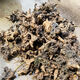溥畔黃荊老樁小型盆景舍利荊條樹(shù)樁熟樁帶盆栽好辦公桌陽(yáng)臺(tái)碳化鏤空山 碳化大樁20cm以上隨機(jī)發(fā)