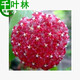 新苗特價(jià)球蘭盆栽球蘭花苗小苗 球形花卉 球蘭花室內爬藤花卉盆栽 15號普羅旺斯 不含盆