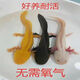 寵以沫六角恐龍魚小火龍墨西哥鈍口美西螈兩棲蠑螈小火龍觀賞魚寵物魚 8-10cm白+黃各1