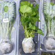 壽禾 冬寒菜種子冬莧菜馬蹄菜冬葵滑菜四季秋冬季蔬菜盆栽籽種菜籽 糯米冬寒菜秧  20棵+4棵