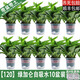 櫻霞綠蘿盆栽室內(nèi)植物綠植水培長(zhǎng)藤垂吊大葉綠籮陽(yáng)臺(tái)家用 12O綠加侖自水10盆+4肥+ 京東送貨上門