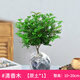 綠有意正宗清香胡椒木盆栽花卉室內外驅蚊草植物樹(shù)苗老樁盆景九里香綠植 3年苗清香驅蚊(原土無(wú)盆)+肥料 含盆