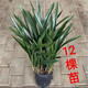 蘭花盆栽濃香墨蘭建蘭四季蘭花苗帶花苞室內客廳四季開(kāi)花卉好養活 墨蘭12棵苗+肥 原盆原土 當年開(kāi) 不含盆