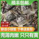 【活蟹】大閘蟹鮮活 滿黃公母小螃蟹稻田蟹河蟹 生鮮蟹類 公母黃二元蟹  25只+送5只