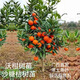 沃柑樹苗地栽盆栽南方北方種植橘子樹苗柑桔果樹苗嫁接沙糖桔樹苗 砂糖橘3年苗【帶土帶葉發(fā)貨】 80cm(含)-89cm(含)