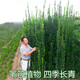 看匠北海道黃楊苗圍墻樹(shù)苗室外花園庭院籬笆四季常青綠色花卉植物好養 北海道黃楊 高度0.4-0.6米5顆