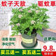 驅(qū)蚊草天然驅(qū)蚊蟲植物室內(nèi)防蚊香驅(qū)蚊子綠植花卉香葉夏季開花盆栽 驅(qū)蚊草不帶盆