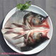 大魚(yú)頭水庫胖頭魚(yú)頭鳙魚(yú)花鰱魚(yú)頭鮮活魚(yú)頭 2斤
