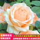 嘆為觀(guān)止大花月季玫瑰花苗帶花苞花卉觀(guān)花綠植物室內陽(yáng)臺盆栽薔薇四季開(kāi)花 香檳色玫瑰原育苗盆原土栽好發(fā)貨 不含盆