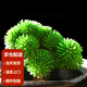 墨一（MOYI）肉肉 多肉植物組合盆栽綠植花卉室內 玉露大顆 粉紅色 球松2-5頭 塑料盆