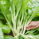 壽禾 增城遲菜心種子蔬菜種籽秋冬季菜苔四季陽臺菜籽 壽禾增城遲菜心種子15gx2袋