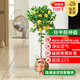 花財主天堂鳥(niǎo)盆栽辦公室大型綠植客廳盆栽家用吸甲醛凈化空氣綠植 檸檬樹(shù)1.6-1.8m【編織盆】
