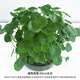 金錢草 盆栽 銅錢草水培水養(yǎng)植物金錢草室內盆栽辦公室土培綠植 裸根帶葉50棵 含盆