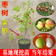 棗樹樹苗果樹苗庭院果苗沾化冬棗苗地栽南方北方種植盆栽棗子樹苗嫁接棗樹苗水果樹苗陽臺庭院盆栽地栽 2年果樹苗【品種備注】