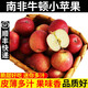 良知農哥【順豐】南非牛頓小蘋(píng)果 新鮮脆甜小蘋(píng)果迷你加力噶啦 20個(gè)裝 單果約90-110g