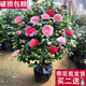 盆栽茶花苗 四季香妃茶花盆栽帶花苞濃香型庭院室內好養五色赤丹樹(shù)苗花卉植物 精品五色茶花 2年苗