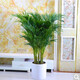 意軒客廳大型植物散尾葵室內花卉綠植大盆栽袖珍椰子苗鳳尾竹四季常青 1.2-1.4米 不含盆
