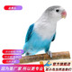 萬(wàn)寵匯 鳥(niǎo)活體虎皮鸚鵡籠養牡丹玄風(fēng)活鳥(niǎo)學(xué)說(shuō)話(huà)手養小太陽(yáng)鸚鵡和尚鸚鵡 藍黑牡丹鸚鵡1只（公母備注）