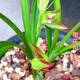 星雨香 蘭花苗 名貴 濃香型 春劍 春蘭   一桿多花 彩虹 秋帶花 精品6苗連體